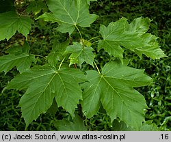 Acer diabolicum (klon kosmaty)