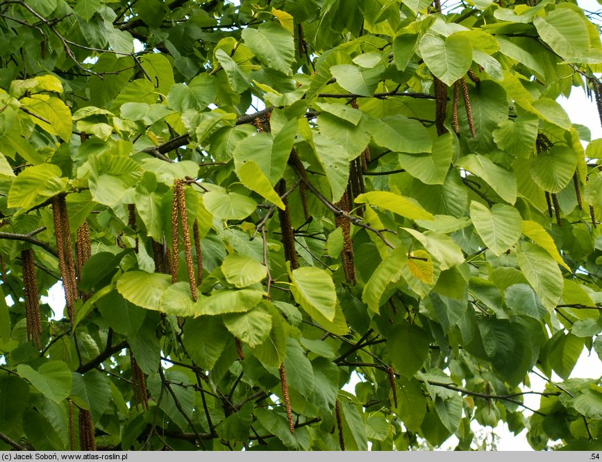 Betula maximowiczii