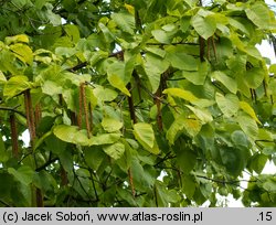 Betula maximowiczii