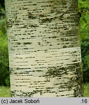 Betula maximowiczii