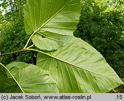 Betula maximowiczii