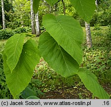 Betula maximowiczii