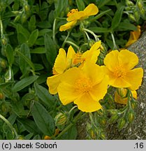 Helianthemum ×hybridum (posłonek ogrodowy)