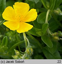 Helianthemum ×hybridum (posłonek ogrodowy)