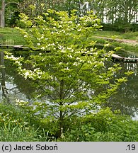 Cornus florida (dereń kwiecisty)