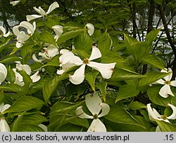 Cornus florida (dereń kwiecisty)