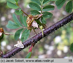 Rosa hugonis