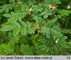 Rosa hugonis