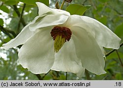 Magnolia sinensis (magnolia chińska)