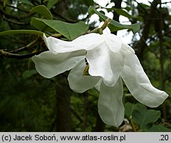 Magnolia sinensis (magnolia chińska)