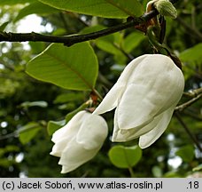 Magnolia sinensis (magnolia chińska)