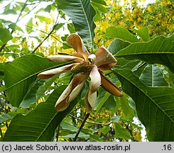 Magnolia officinalis (magnolia lekarska)