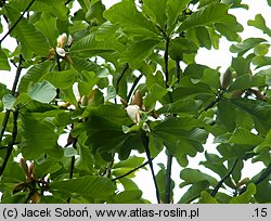 Magnolia officinalis (magnolia lekarska)