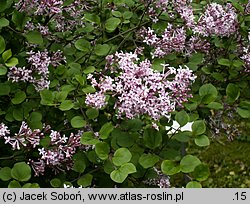 Syringa meyeri (lilak Meyera)