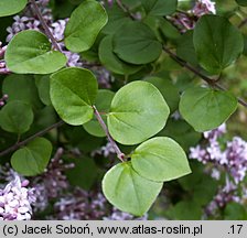 Syringa meyeri (lilak Meyera)