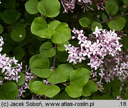 Syringa meyeri (lilak Meyera)