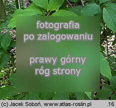 Syringa ×prestoniae (lilak ottawski)