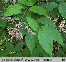 Syringa ×prestoniae (lilak ottawski)