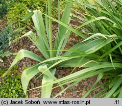 Eremurus himalaicus (pustynnik himalajski)