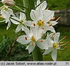 Eremurus himalaicus (pustynnik himalajski)