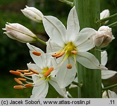 Eremurus himalaicus (pustynnik himalajski)