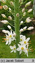 Eremurus himalaicus (pustynnik himalajski)