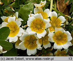 Limnanthes douglasii (limnantes Douglasa)