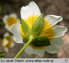 Limnanthes douglasii (limnantes Douglasa)