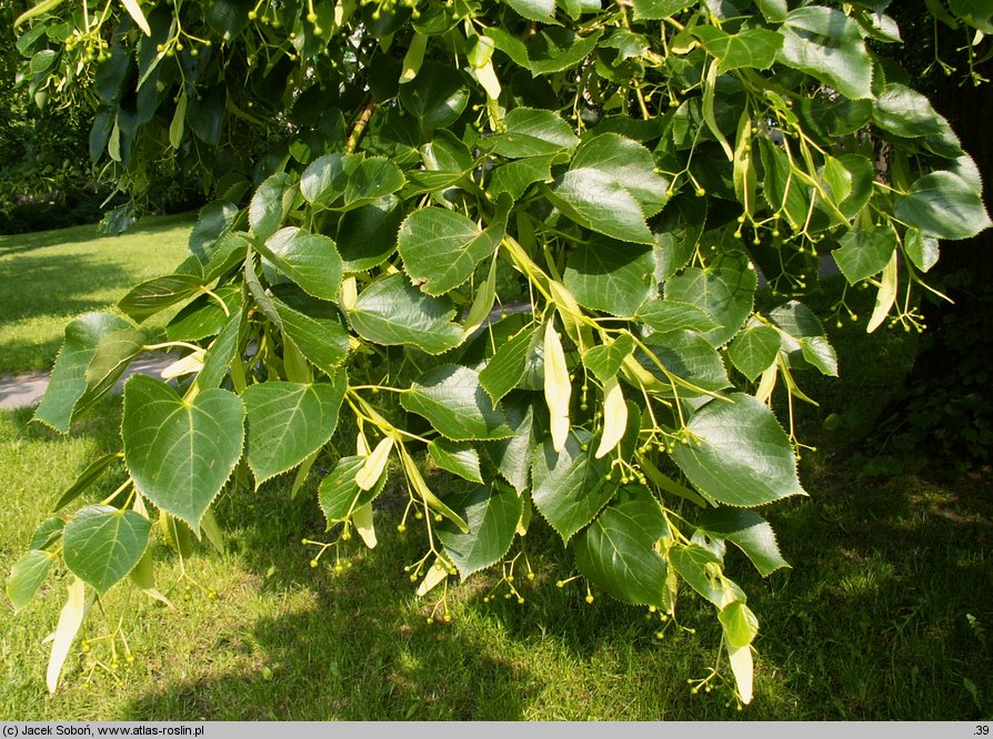 Tilia ×europaea Euchlora