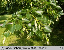 Tilia ×europaea Euchlora