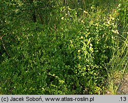 Vicia pisiformis (wyka grochowata)