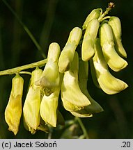 Vicia pisiformis (wyka grochowata)