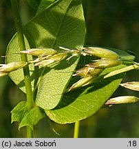 Vicia pisiformis (wyka grochowata)