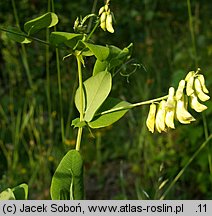 Vicia pisiformis (wyka grochowata)