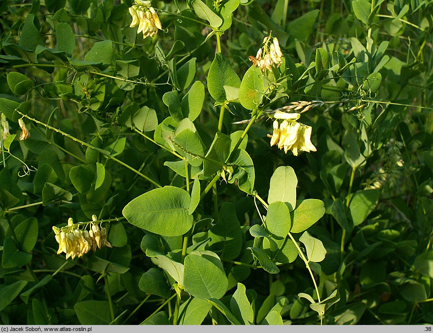 Vicia pisiformis (wyka grochowata)