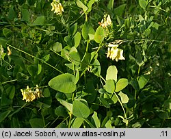 Vicia pisiformis (wyka grochowata)