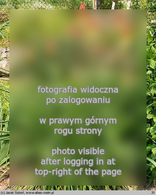 Kniphofia uvaria (trytoma ogrodowa)