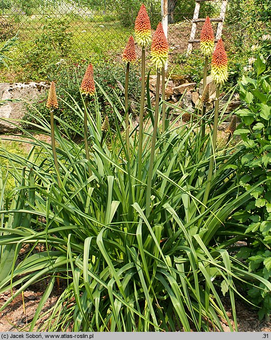 Kniphofia uvaria (trytoma ogrodowa)