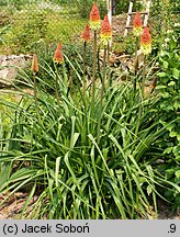 Kniphofia uvaria (trytoma ogrodowa)