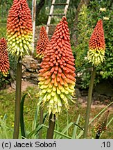 Kniphofia uvaria (trytoma ogrodowa)