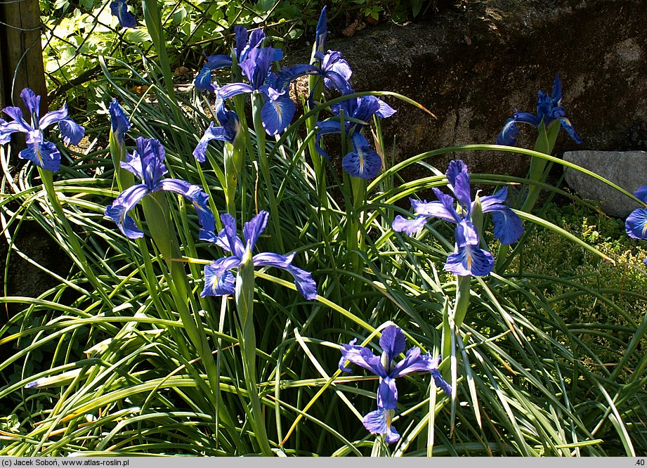 Iris ×hollandica (kosaciec holenderski)