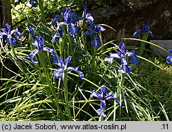 Iris ×hollandica (kosaciec holenderski)