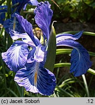 Iris ×hollandica (kosaciec holenderski)