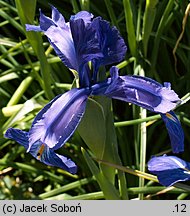 Iris ×hollandica (kosaciec holenderski)