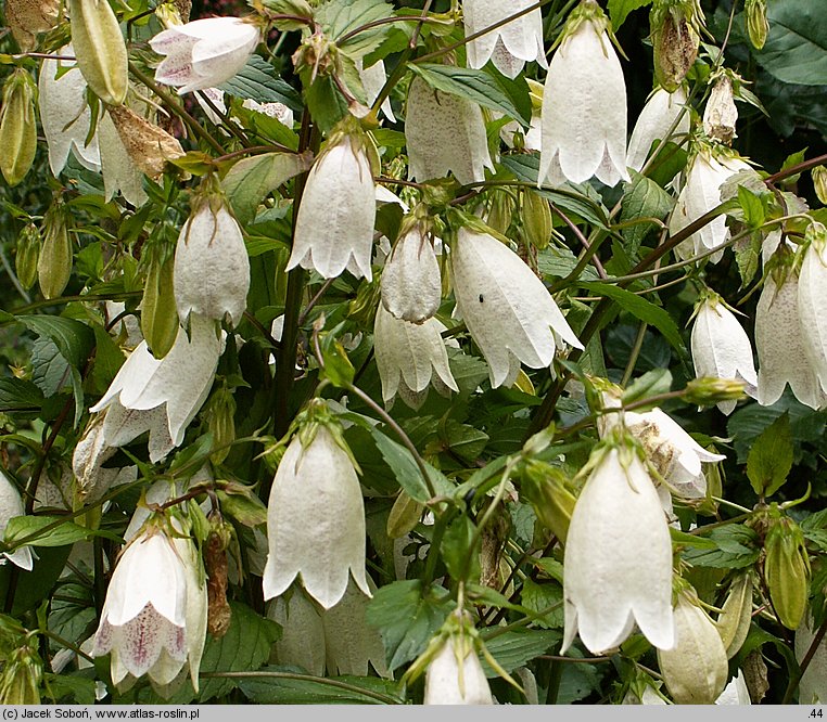 Campanula punctata (dzwonek kropkowany)