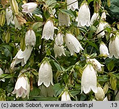 Campanula punctata (dzwonek kropkowany)