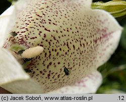 Campanula punctata (dzwonek kropkowany)