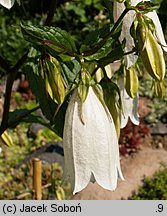 Campanula punctata (dzwonek kropkowany)