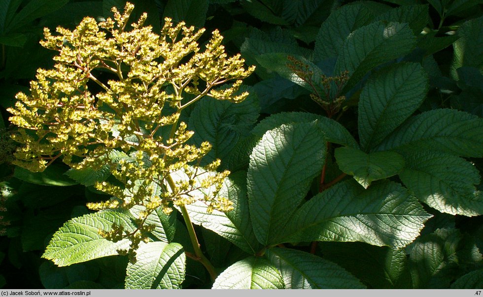 Rodgersia pinnata (rodgersia pierzasta)