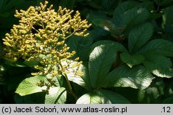 Rodgersia pinnata (rodgersia pierzasta)